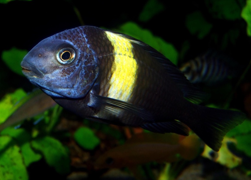 Tropheus duboisi 'Maswa'